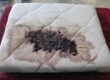 Carpet Cleaning Workshop